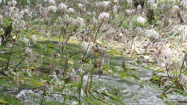 Crinum thaianum, the queen of aquatic plants, is a beautiful and rare aquatic plant found in Ranong and Phang Nga provinces.