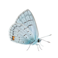 Detailed Macro Photography of Blue Butterfly Showcasing Wing Patterns against Transparent Background