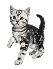 Obraz premium Adorable silver and black tabby kitten raising a paw, against a clean white background