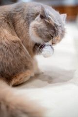 A fluffy, light-colored cat grooming itself with focus and serenity.