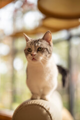 Curious gray and white cat perched on a sofa arm in a bright, natural setting.