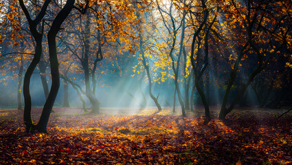 Sunbeams pierce through autumn forest canopy illuminating fallen leaves on the ground woods trees