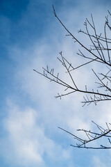 Barren tree branches silhouetted against a bright blue sky.