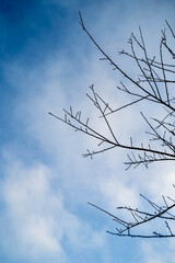 Bare tree branches against a blue sky with soft clouds, evoking a tranquil winter mood.