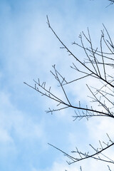 Bare tree branches silhouetted against a bright blue sky.