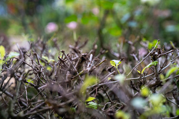 A close-up view of a bush, showcasing its intricate branches and vibrant leaves.