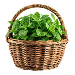 Naklejka premium plant in a wicker basket isolated on white and transparent background