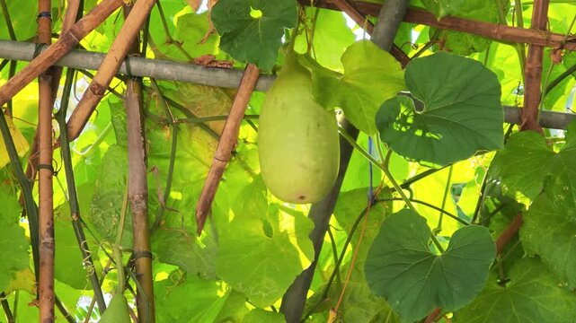 Gourds are growing on vines in the garden.