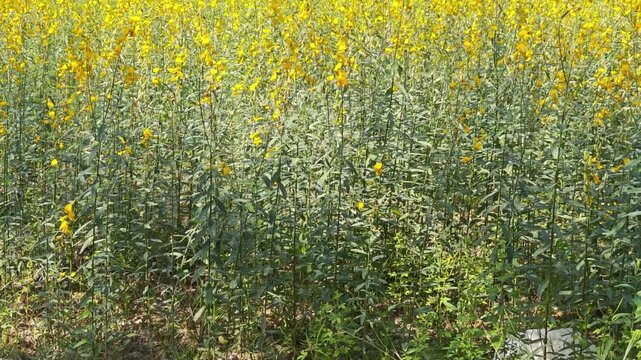 Crotalaria flowers are a soil-balancing plant.