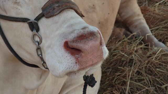 Zebu Nellore cow in a beef cattle farm 
