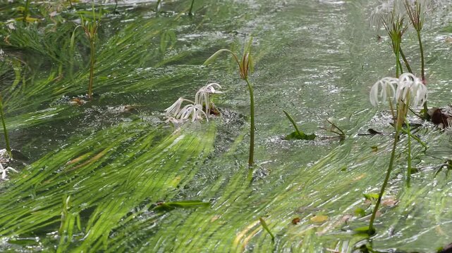 Crinum thaianum, the queen of aquatic plants, is a beautiful and rare aquatic plant found in Ranong and Phang Nga provinces.