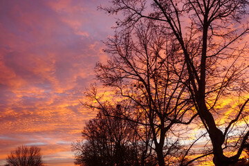 Beautiful colorful sunset through trees