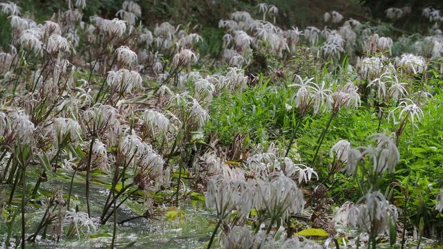 Crinum thaianum, the queen of aquatic plants, is a beautiful and rare aquatic plant found in Ranong and Phang Nga provinces.