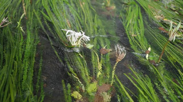 Crinum thaianum, the queen of aquatic plants, is a beautiful and rare aquatic plant found in Ranong and Phang Nga provinces.
