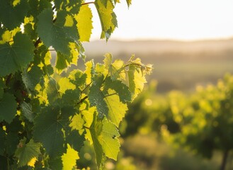 Bright yellow autumn leaves cover the grape vines in the vineyard field