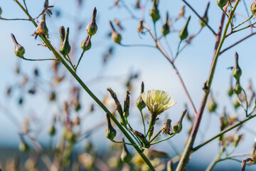 秋の夕暮れ時のアキノノゲシの花と蕾