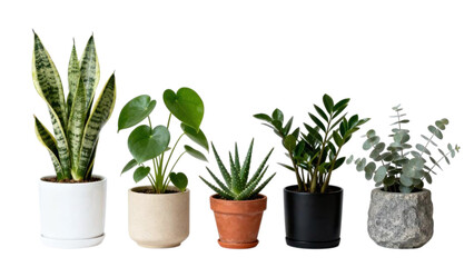 Set of indoor green plants in decorative ceramic pots for modern interior design, isolated on white background, natural houseplants for bedroom and living room decor, minimalist botanical collection