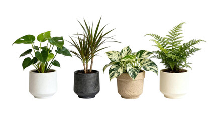 Set of indoor green plants in decorative ceramic pots for modern interior design, isolated on white background, natural houseplants for bedroom and living room decor, minimalist botanical collection