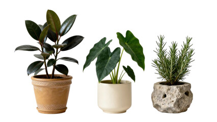 Set of indoor green plants in decorative ceramic pots for modern interior design, isolated on white background, natural houseplants for bedroom and living room decor, minimalist botanical collection