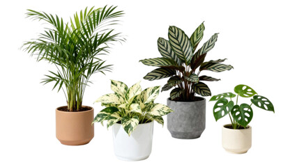 Set of indoor green plants in decorative ceramic pots for modern interior design, isolated on white background, natural houseplants for bedroom and living room decor, minimalist botanical collection