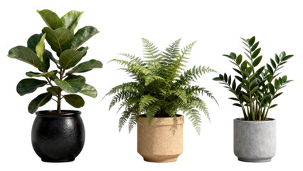 Set of indoor green plants in decorative ceramic pots for modern interior design, isolated on white background, natural houseplants for bedroom and living room decor, minimalist botanical collection