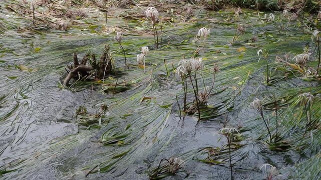 Crinum thaianum, the queen of aquatic plants, is a beautiful and rare aquatic plant found in Ranong and Phang Nga provinces.