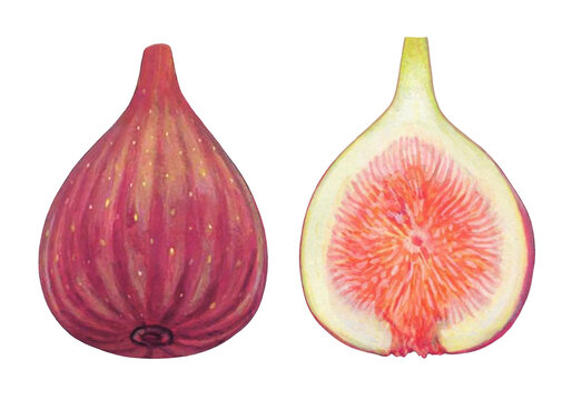 イチジクのイラスト