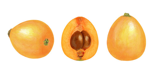 ビワのイラスト