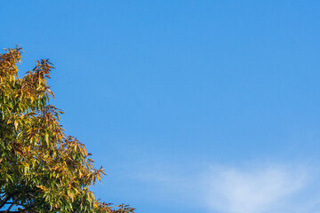 冬の澄んだ青空と雲と木15