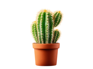 Green cactus with yellow spines in terracotta pot image, Isolated, Png Transparent Background