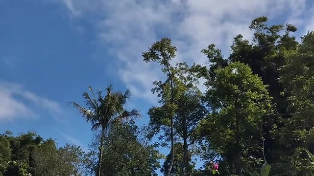 Lush Vegetation in Tropical Highlands/Hills