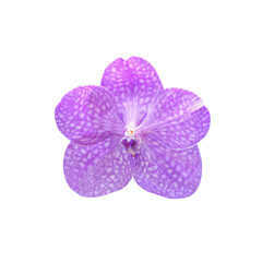 Obraz premium Purple orchid isolated on white background