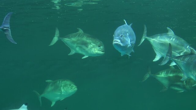 Explore a vibrant underwater scene showcasing diverse fish swimming harmoniously.