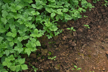 Fresh Mitsuba growing in a shaded greenhouse