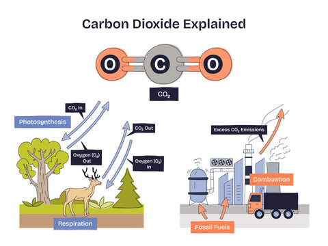 Carbon dioxide overview, CO2 molecule, photosynthesis-respiration cycle, and fossil-fuel combustion illustrate emissions and oxygen exchange in the carbon cycle. Doodle style diagram
