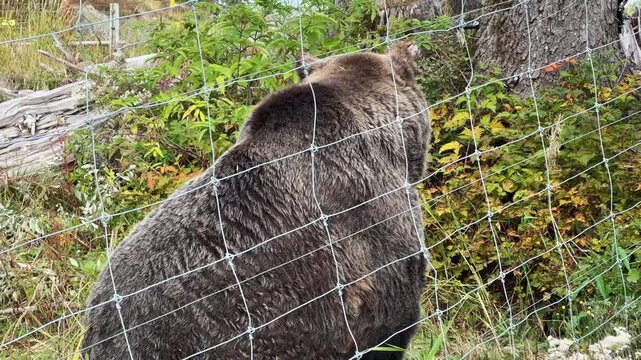 Hanadheld close-up shot of a rescued grizzly bear in his protective enclosure during an autumn day at Grouse Mountain in North Vancouver, British Columbia, Canada. 4K