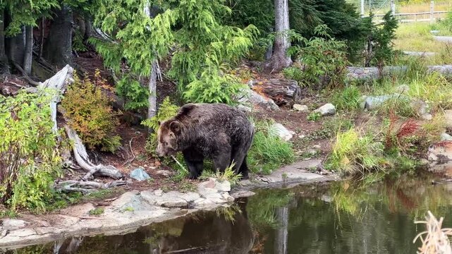 Handheld tracking shot of a rescued grizzly bear swimming in his expansive habitat at Grouse Mountain in North Vancouver, British Columbia, Canada. 4K