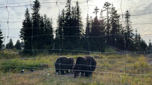 Handheld wide shot of two rescued grizzly bears foraging in their refuge at Grouse Mountain during the fall season in North Vancouver, British Columbia, Canada. 4K