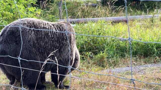 Handheld close-up panning shot of a grizzly bear foraging in his secure enclosure during the fall season at Grouse Mountain in North Vancouver, British Columbia, Canada. 4K