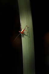 Gumleaf Katydid Nymph out in the bush of Mount Coot-tha, Brisbane.
