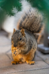 squirrel eating nut