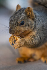 squirrel eating nut