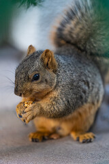 squirrel eating nut