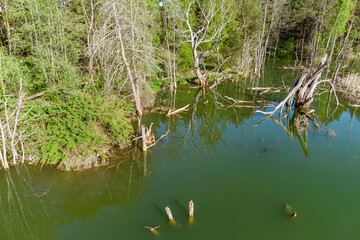 Aerial view captures an eerie green pond with submerged deadwood and surrounding vibrant spring forest reflections
