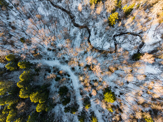 Stunning winter aerial view captures a meandering dark river slicing through a snowy forest floor with sunlit bare branches contrasting against dark evergreens