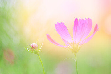 Obraz premium Beautiful pink cosmos flower natural blur background.
