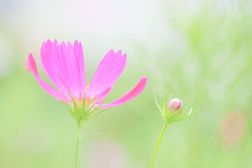 Fototapeta premium Beautiful pink cosmos flower natural blur background.