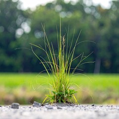 A vibrant green grass tuft stands tall against a blurred field and forest backdrop