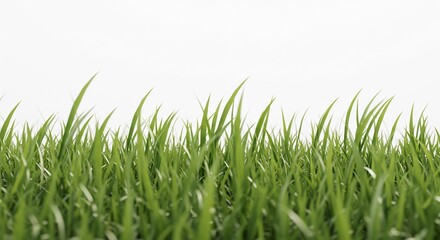 Obraz premium Green grass grows vibrantly under soft natural light creating a peaceful aesthetic with white copy space. AI Generated