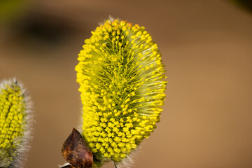 Vibrant yellow pussy willow catkin in sharp focus against a soft brown backdrop, signaling early spring bloom